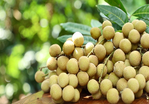 World&#39;s first &quot;longan + lychee&quot; hybrid bred in Guangdong
