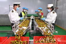 First arrival of lychees in Foshan exported worldwide