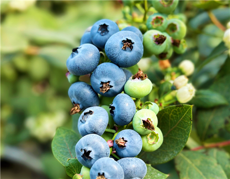 High-quality domestic blueberries harvested in Foshan