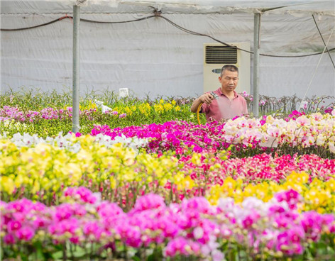 Butterfly orchid production and sales thrive in Chencun, Shunde