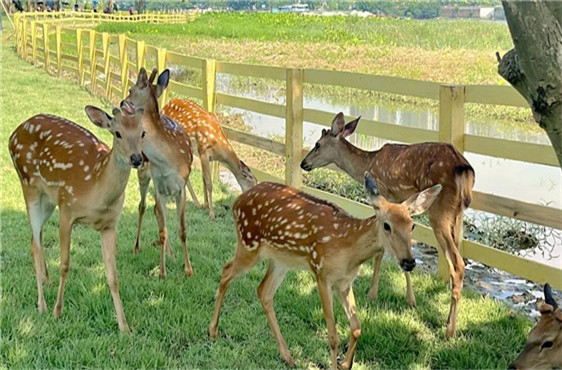 Symphony of Human and Nature | Deer and Squirrels Add Charm to Foshan