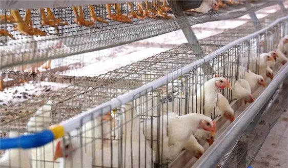 Foshan-developed White-feather Chicken Breeds Debut in the Market